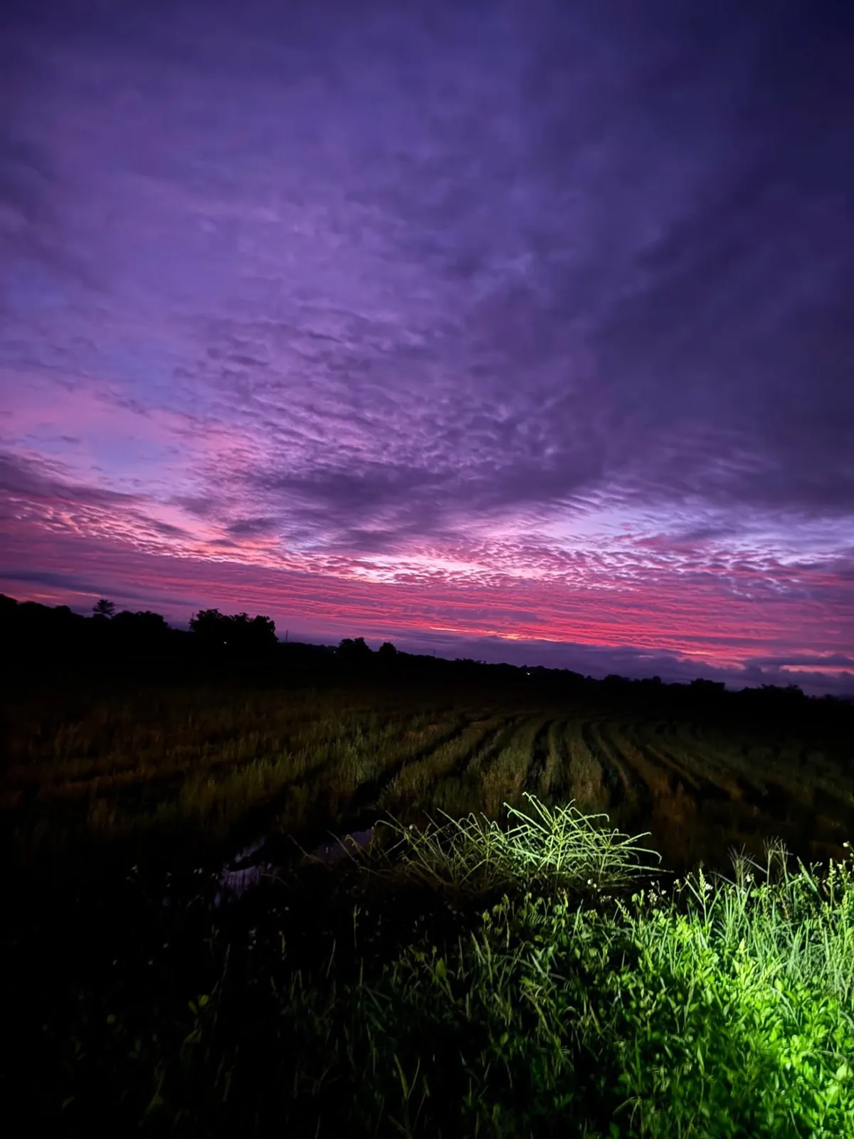 A vivid night sky over rice fields