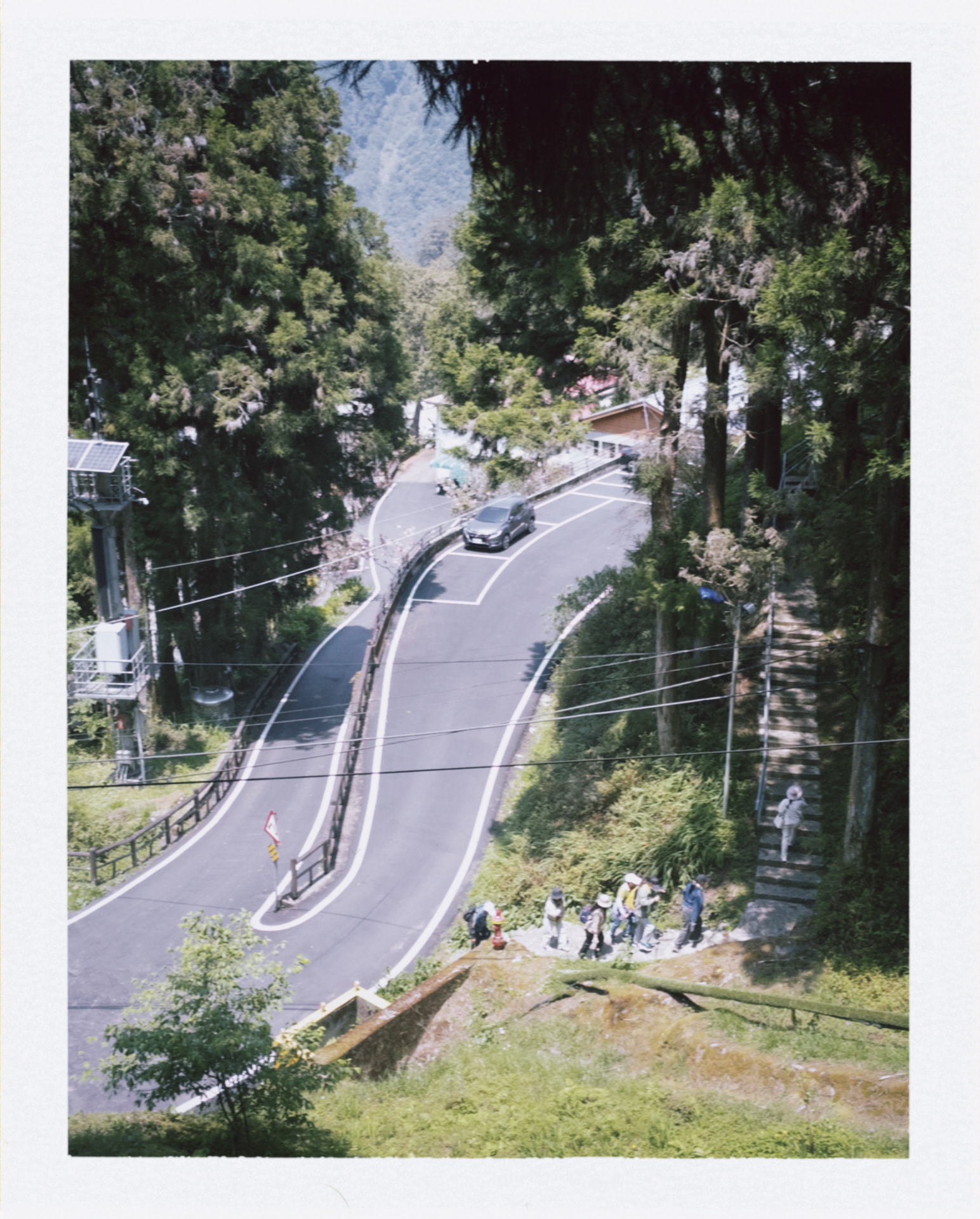 A winding mountain road through tall trees