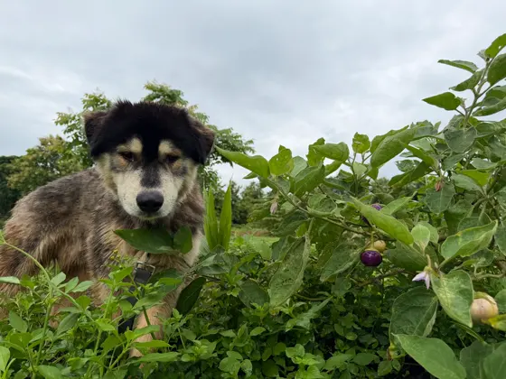 A dog among vegetables in the garden